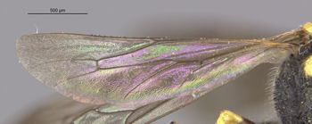 Media type: image;   Entomology 10030 Aspect: Wing hind